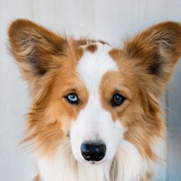 Booze - Pembroke Welsh Corgi