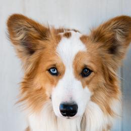 Booze - Pembroke Welsh Corgi