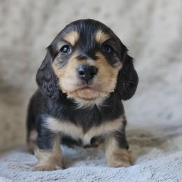 Spruce - Black and cream male Dachshund puppy in Pasco, Washington from Loyal Lil Dachshunds