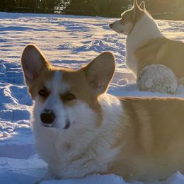 Pembroke Welsh Corgis from Corgis of Narnia