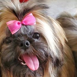 Kali - Shih Tzu