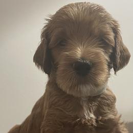 Goldendoodle All Grown Up from Goldendoodles of Maryland