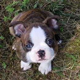 Boston Terriers and French Bulldogs from H & H Boston Terriers and French Bulldogs