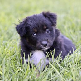 Australian Shepherd, Miniature American Shepherd, Miniature Australian Shepherd, and Toy Australian Shepherd Puppies from Painted Blue Aussies