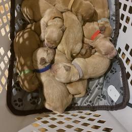 Golden Retriever Puppies from Golden Gems