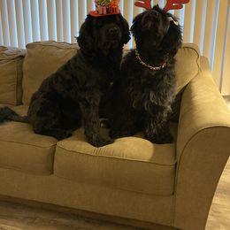 Portuguese Water Dog puppies from Pastor dePeixes