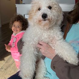 Missy - Poodle