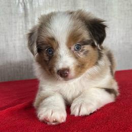 Pepper - Red merle female Miniature Australian Shepherd puppy in Sulphur, Louisiana from Triple J Aussies and Corgis