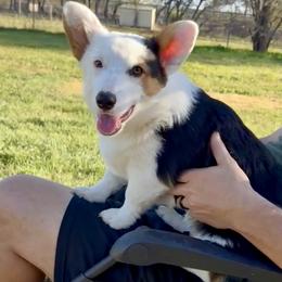 Pembroke Welsh Corgi Puppies from Brazos Corgis