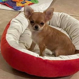 Chihuahua Puppies from Calpulli chihuahuas