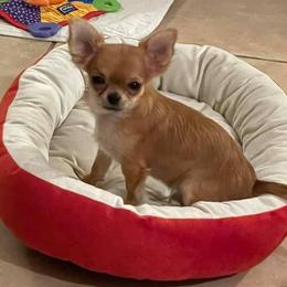 Chihuahua Puppies from Calpulli chihuahuas