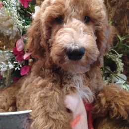 Adele - Goldendoodle puppy in Plantation, Florida from BAJAdoodles