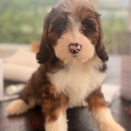 Manicotti - Sable male Aussiedoodle puppy in North Royalton, Ohio from Johnson's Doodles