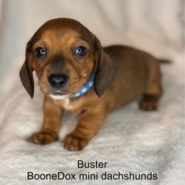 Buster - Sable male Dachshund puppy in Lexington, Oklahoma from BooneDox Miniature Dachshunds