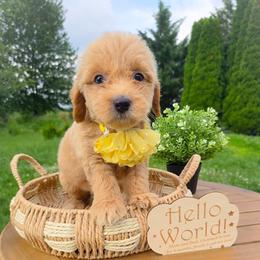 Girl 2 - Apricot female Goldendoodle puppy in Harrisonburg, Virginia from Curlytail Doodles