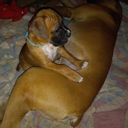 Boxer Puppies from Moody's Boxer's