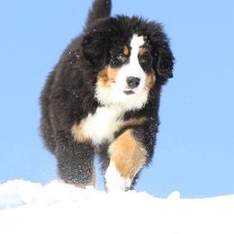 Bernese Mountain Dogs from Garvin Shepherd Mountain Farms