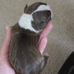 Edith - Red female Boston Terrier puppy in Yakima, Washington from Bostons of Central Washington
