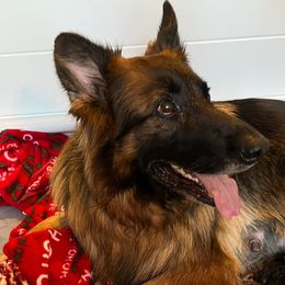 Karma - German Shepherd