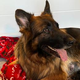 Karma - German Shepherd