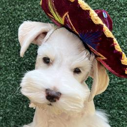 Miniature Schnauzers from Journee Home Mini Schnauzers