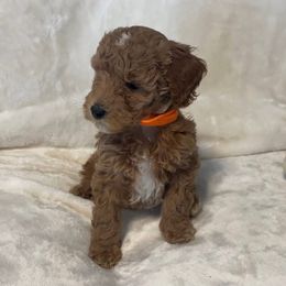 Charlie - Red  male Poodle puppy in Auburn, Georgia from Southern Poodles