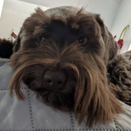 Miniature Schnauzers from Beards and Brows Miniature Schnauzers