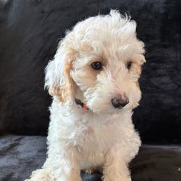 Doc - Red and white male Cockapoo puppy in Adrian, Oregon from ApplebyFarm