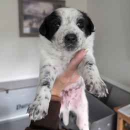 Hades (Lime Collar) - Blue male Australian Cattle Dog puppy in Ammon, Idaho from Piney River Cattle Dogs