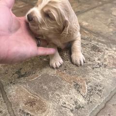 Blondie - Golden female English Cocker Spaniel puppy in Bainbridge, Georgia from Chapman Bird Dogs