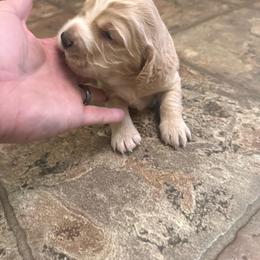 Blondie - Golden female English Cocker Spaniel puppy in Bainbridge, Georgia from Chapman Bird Dogs