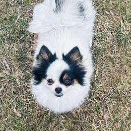 Whimzy - Pomeranian