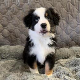 Jack Daniel's - Black tri-color male Australian Shepherd puppy in Camp Verde, Arizona from Bullet & Whiskey’s Pups