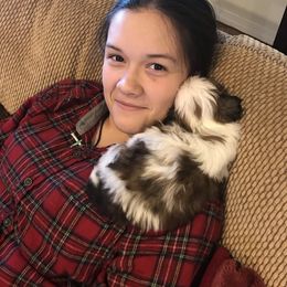 Shih Tzu Puppies from Willow Lane Shih Tzus