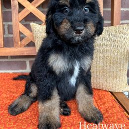 Heatwave - Phantom male Bernedoodle puppy in Sunman, Indiana from Brunsman Country Doodles LLC