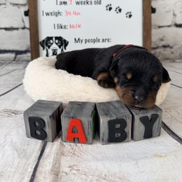 Onyx - Black and mahogany male Rottweiler puppy in Crivitz, Wisconsin from Khaotic Rottweilers
