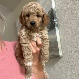 Teddy - Red  female Goldendoodle puppy in New Waverly, Texas from C.P. Puppy Buddies