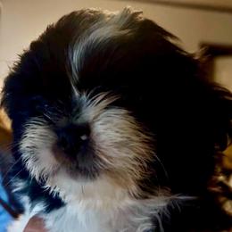 CKC. Tom - Black and white male Shih Tzu puppy in Skipperville, Alabama from Nay Nay’s Babies