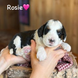 Rosie - Black tri-color female Aussiedoodle puppy in Lancaster, Minnesota from Finney Ranch