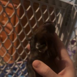 Girl 2 - Black and tan female Dachshund puppy in Belton, South Carolina from Amy’s Dachshunds