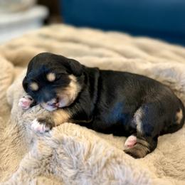 Jaguar - Phantom female Bernedoodle puppy in Salt Lake County, Utah from Coco Avenue Pups