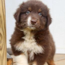Rabbit - Red tri-color male Australian Shepherd puppy in Star City, Arkansas from Blush & Lace Aussie Co.