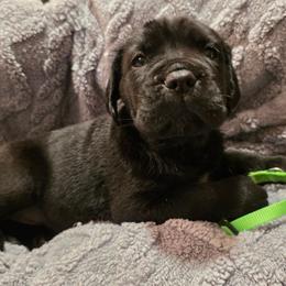 Green Collar Girl - Black female Cane Corso puppy in Pylesville, Maryland from Safe Haven Cane Corso