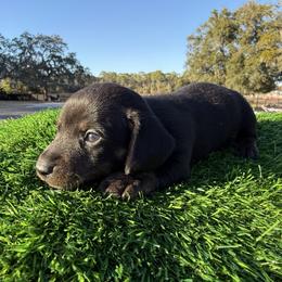 Orange Boy (black.brown) - Black and tan male Dachshund puppy in Apopka, Florida from The HotDog Stand