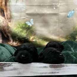 Orange Collar Girl "Yam" - Labrador Retriever puppy from Wolf Mountain Kennel