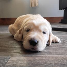 Pink Female - Golden female Golden Retriever puppy in Meeteetse, Wyoming from Greybull River Goldens