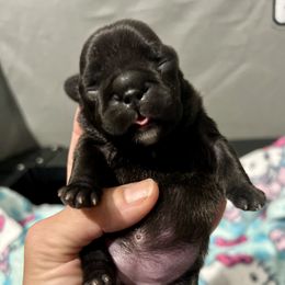 Elowyn - Brindle female French Bulldog puppy in Miami, Florida from Oceanside French Bulldogs