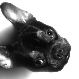 French Bulldogs from MAMA PAWS LLC