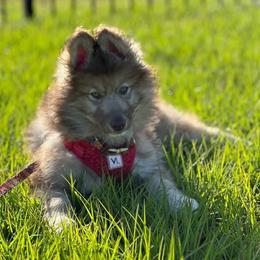 Native American Indian Dog Puppies from Corn Moon Kennels: a member of the Native American Indian Dog Preservation Project
