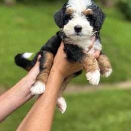 Luna - Tri-color female Bernedoodle puppy in Sugarcreek, Ohio from Cuddly Companion Doodles